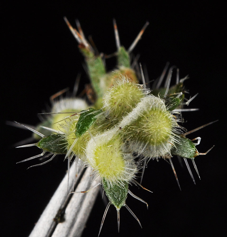 Flora of Eastern Washington Image: Pectocarya setosa