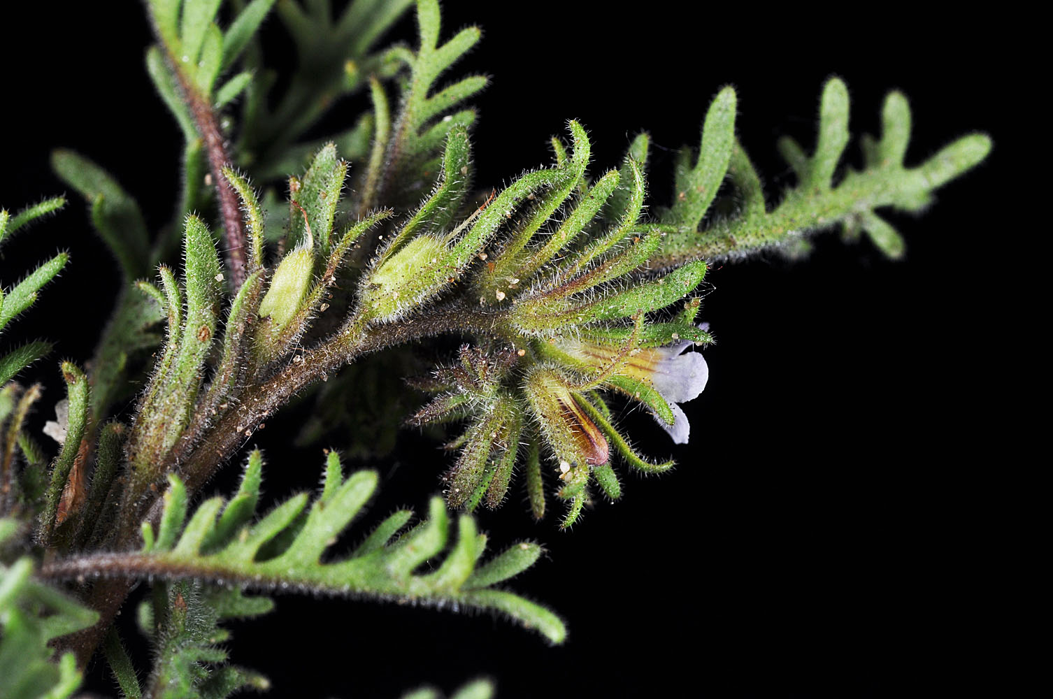 Flora of Eastern Washington Image: Phacelia glandulifera
