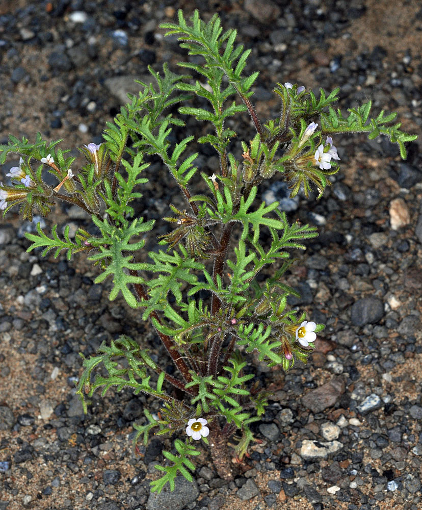 Flora of Eastern Washington Image: Phacelia glandulifera