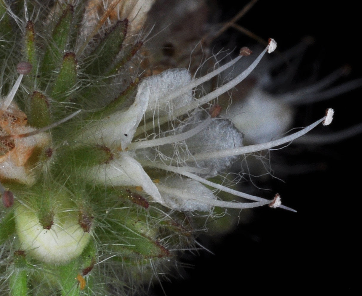 Flora of Eastern Washington Image: Phacelia hastata