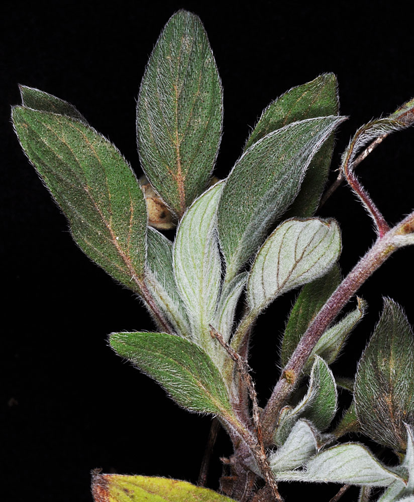 Flora of Eastern Washington Image: Phacelia hastata