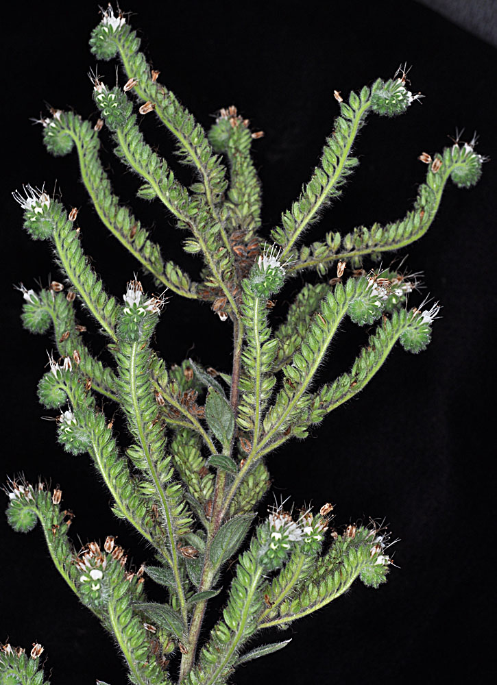Flora of Eastern Washington Image: Phacelia heterophylla heterophylla