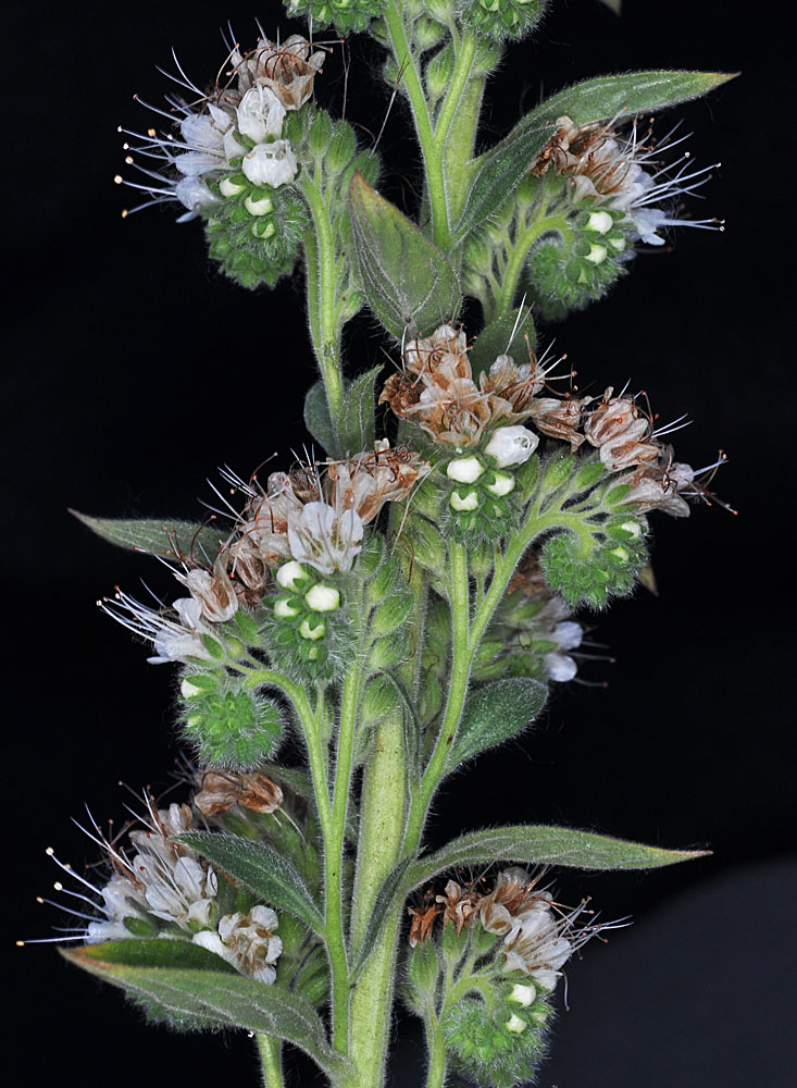 Flora of Eastern Washington Image: Phacelia heterophylla heterophylla