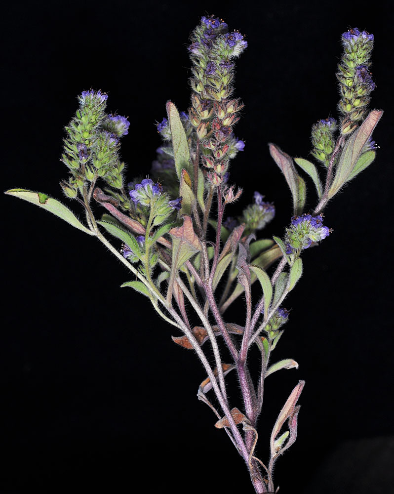 Flora of Eastern Washington Image: Phacelia humilis