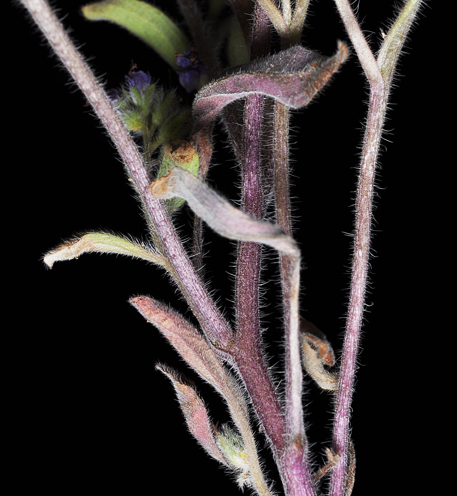 Flora of Eastern Washington Image: Phacelia humilis