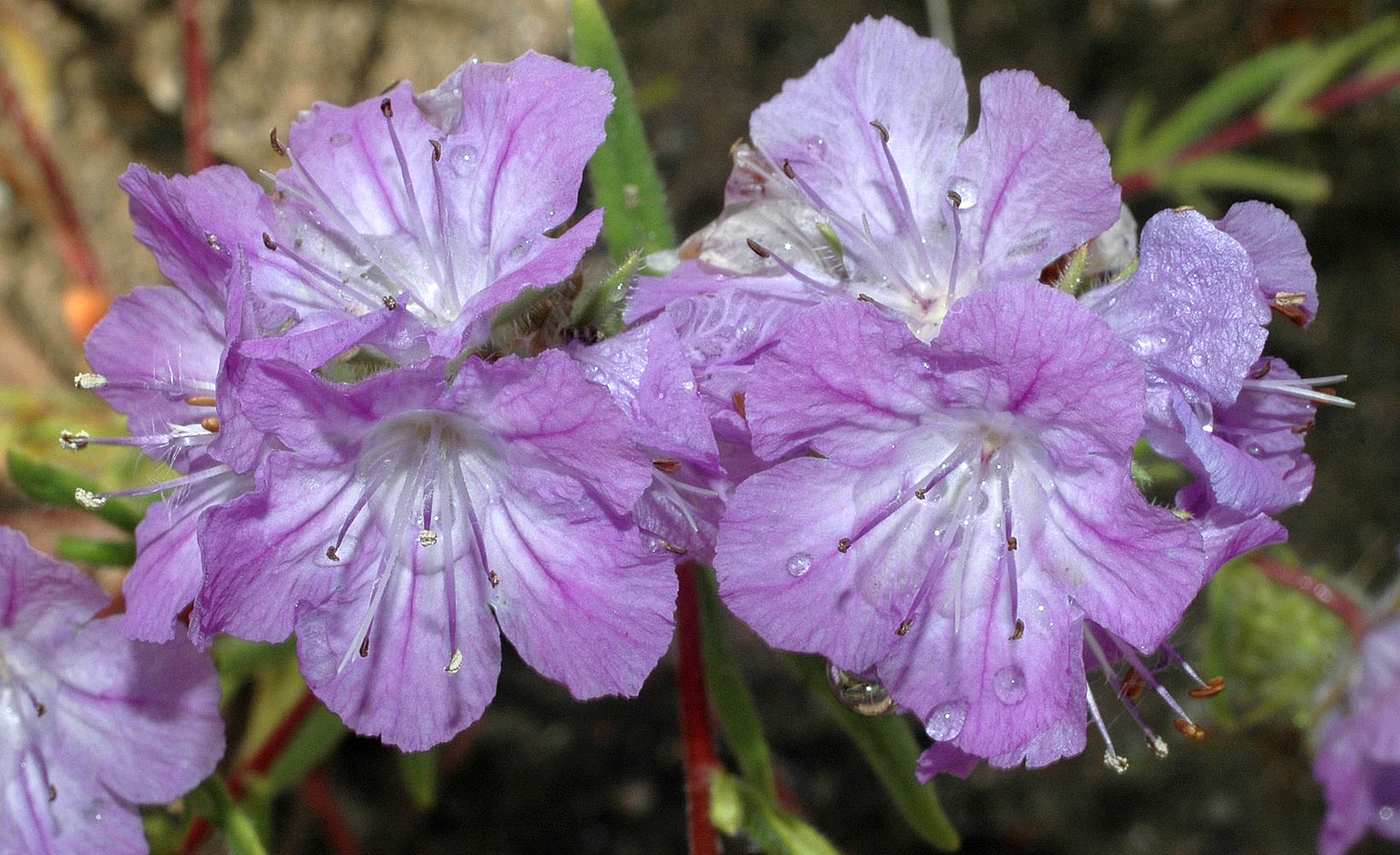 Flora of Eastern Washington Image: Phacelia linearis