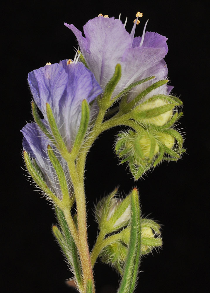 Flora of Eastern Washington Image: Phacelia linearis