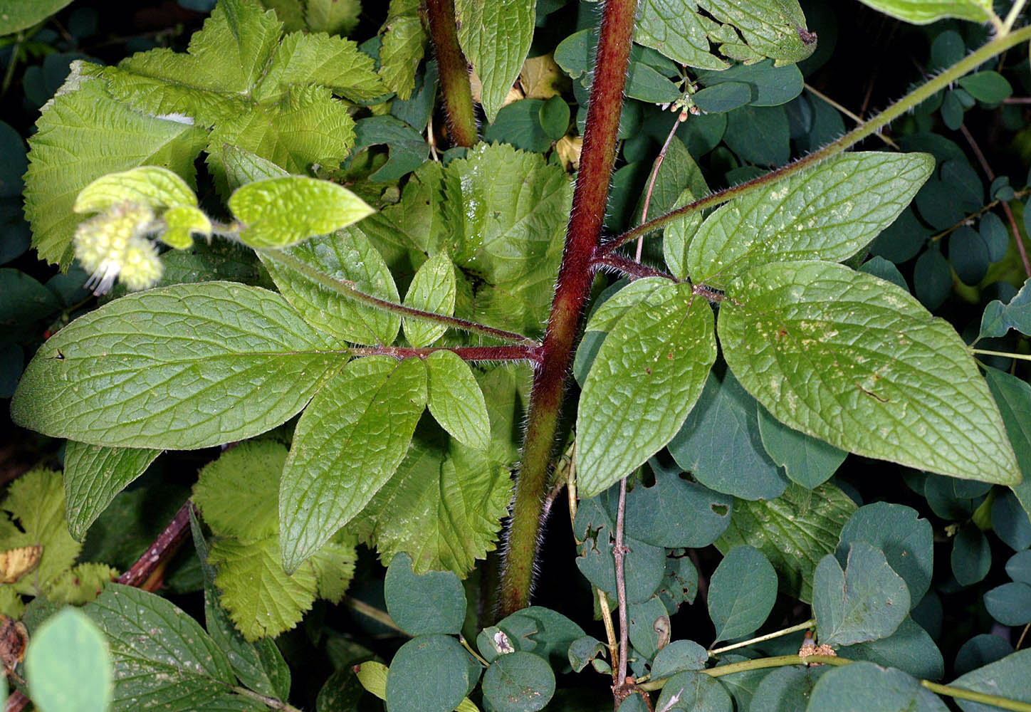 Flora of Eastern Washington Image: Phacelia nemoralis