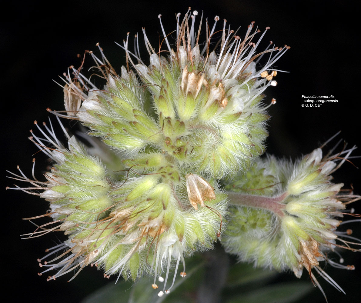 Flora of Eastern Washington Image: Phacelia nemoralis