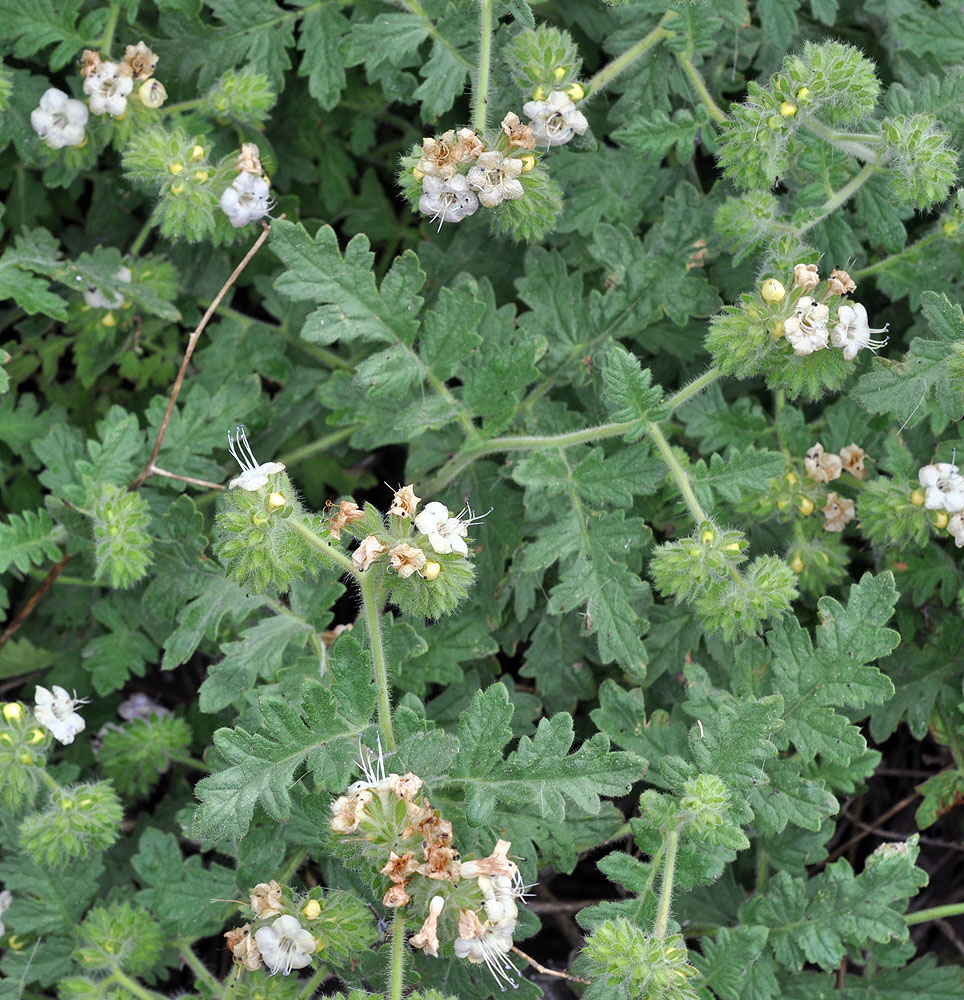 Flora of Eastern Washington Image: Phacelia ramosissima