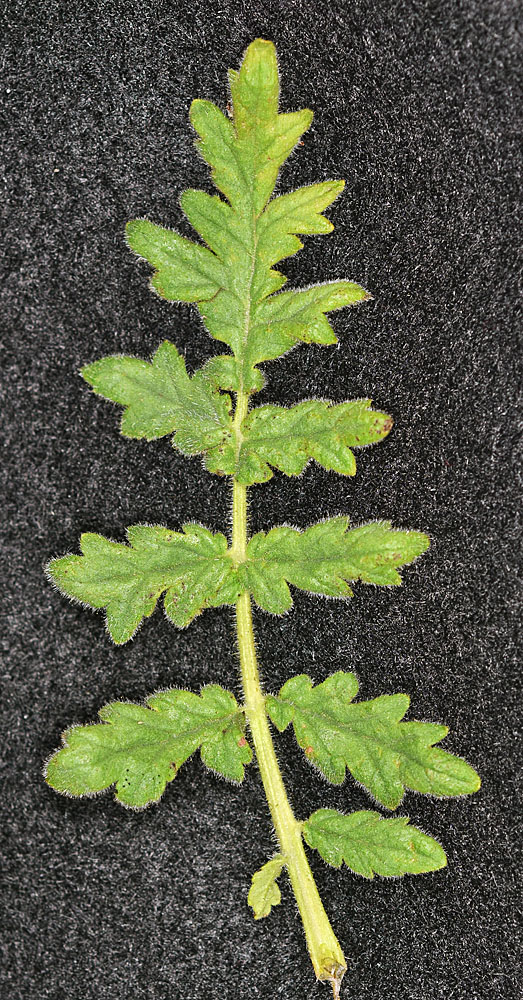 Flora of Eastern Washington Image: Phacelia ramosissima