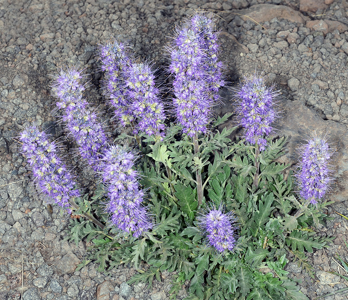 Flora of Eastern Washington Image: Phacelia sericea