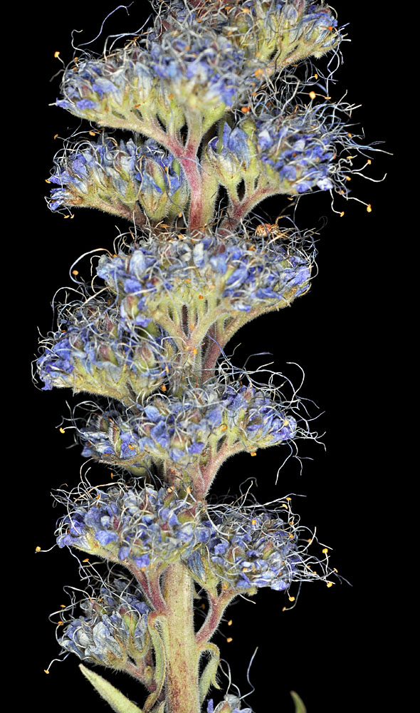 Flora of Eastern Washington Image: Phacelia sericea