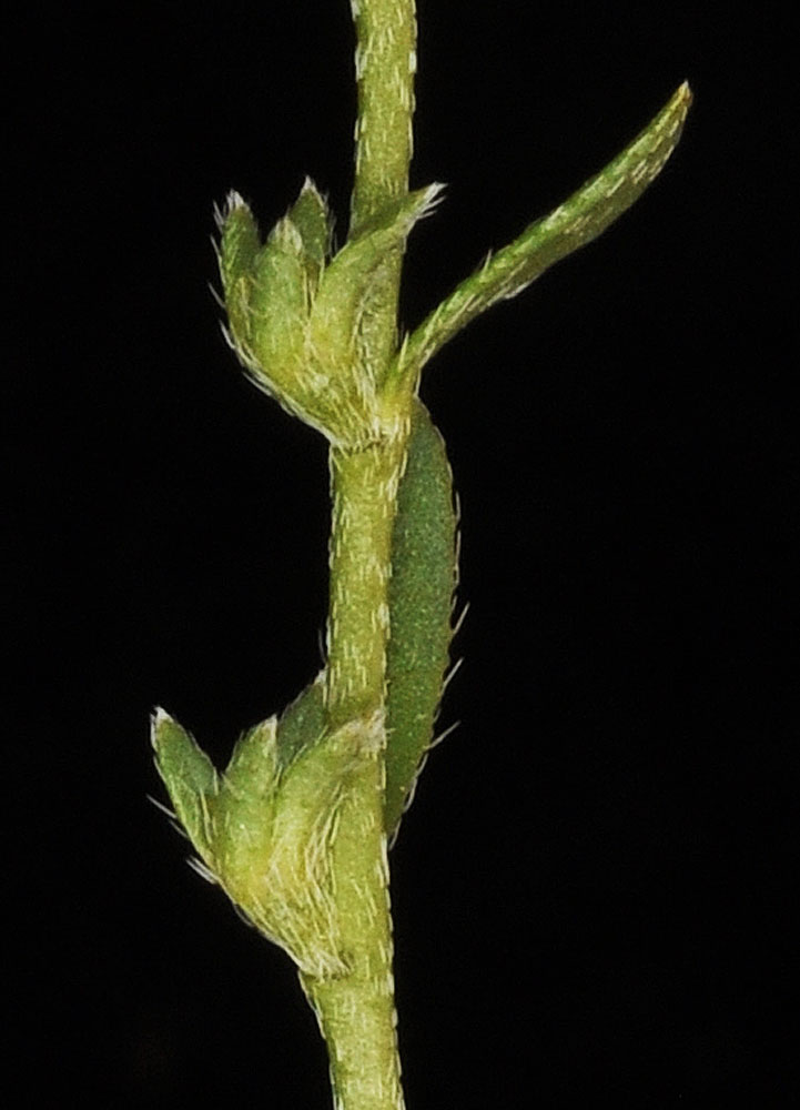 Flora of Eastern Washington Image: Plagiobothrys leptocladus