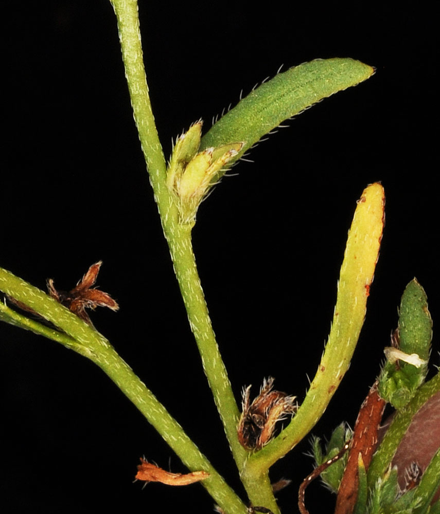 Flora of Eastern Washington Image: Plagiobothrys leptocladus
