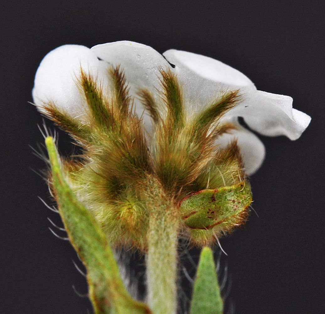 Flora of Eastern Washington Image: Plagiobothrys nothofulvus
