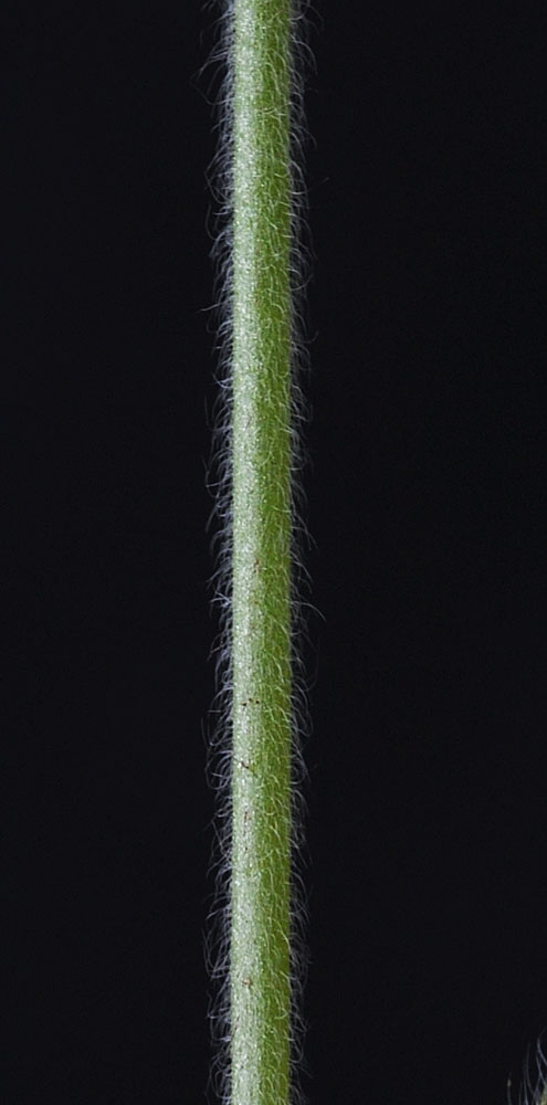 Flora of Eastern Washington Image: Plagiobothrys nothofulvus