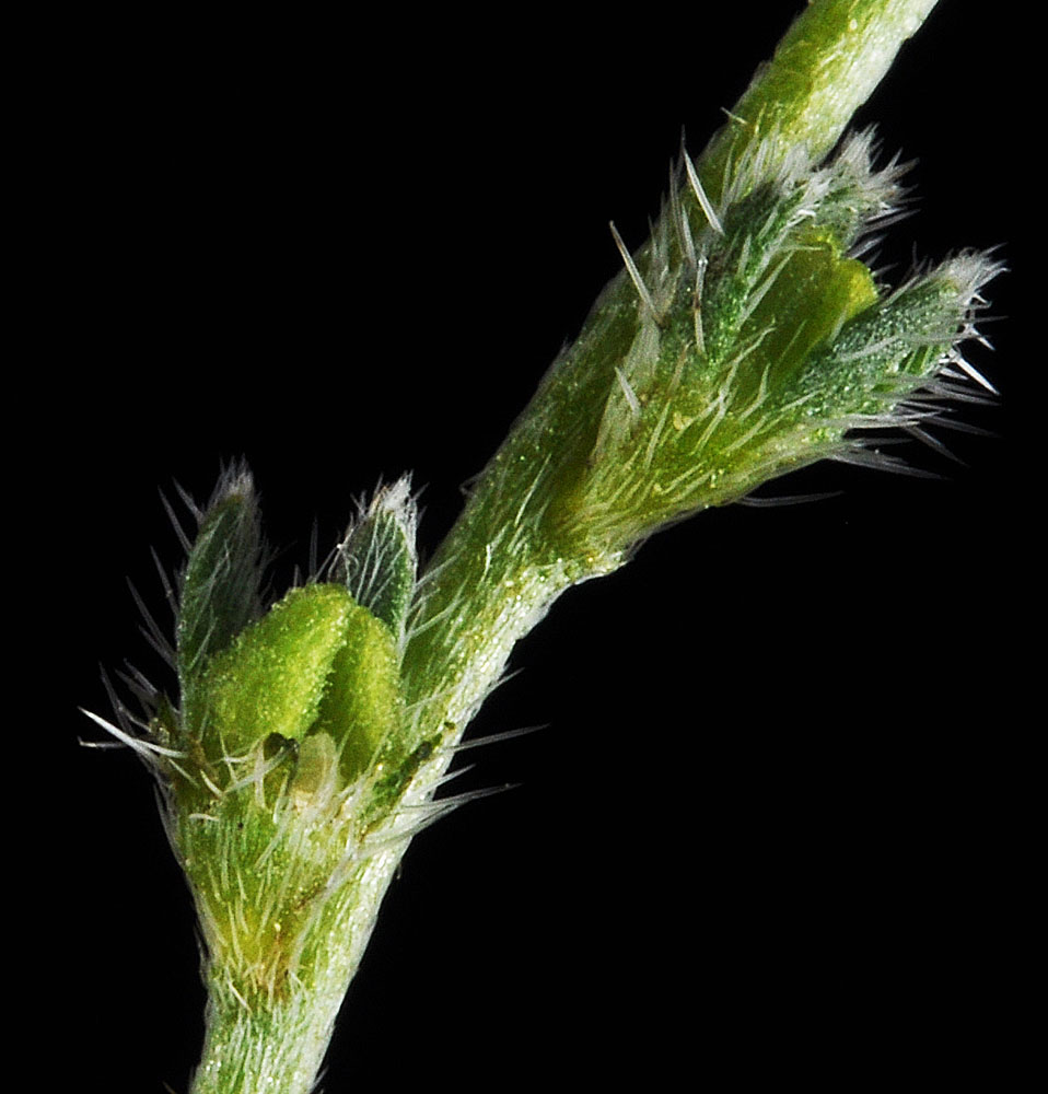 Flora of Eastern Washington Image: Plagiobothrys hispidulus