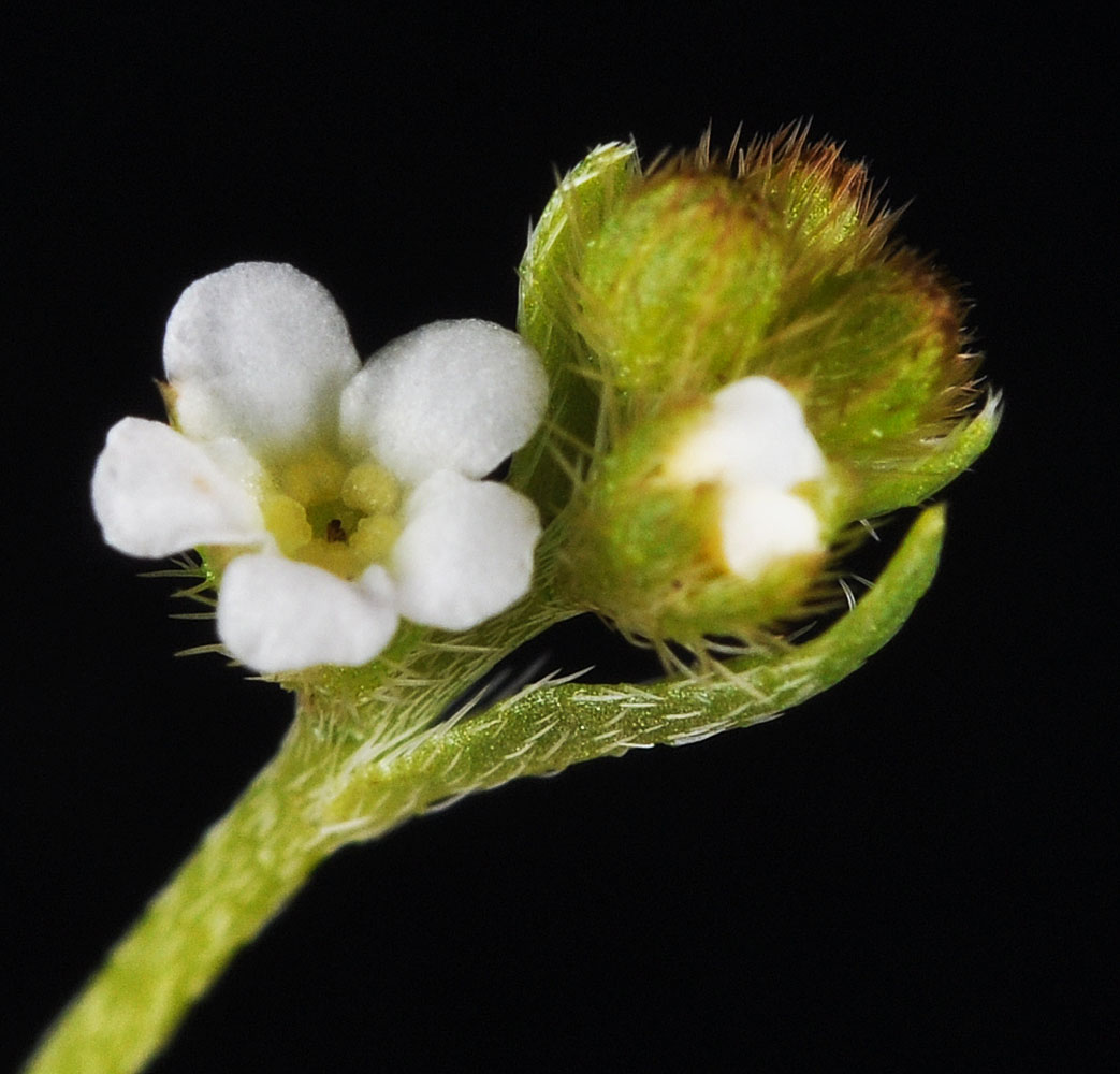 Flora of Eastern Washington Image: Plagiobothrys scouleri