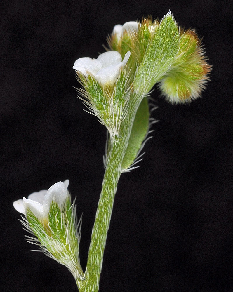 Flora of Eastern Washington Image: Plagiobothrys scouleri