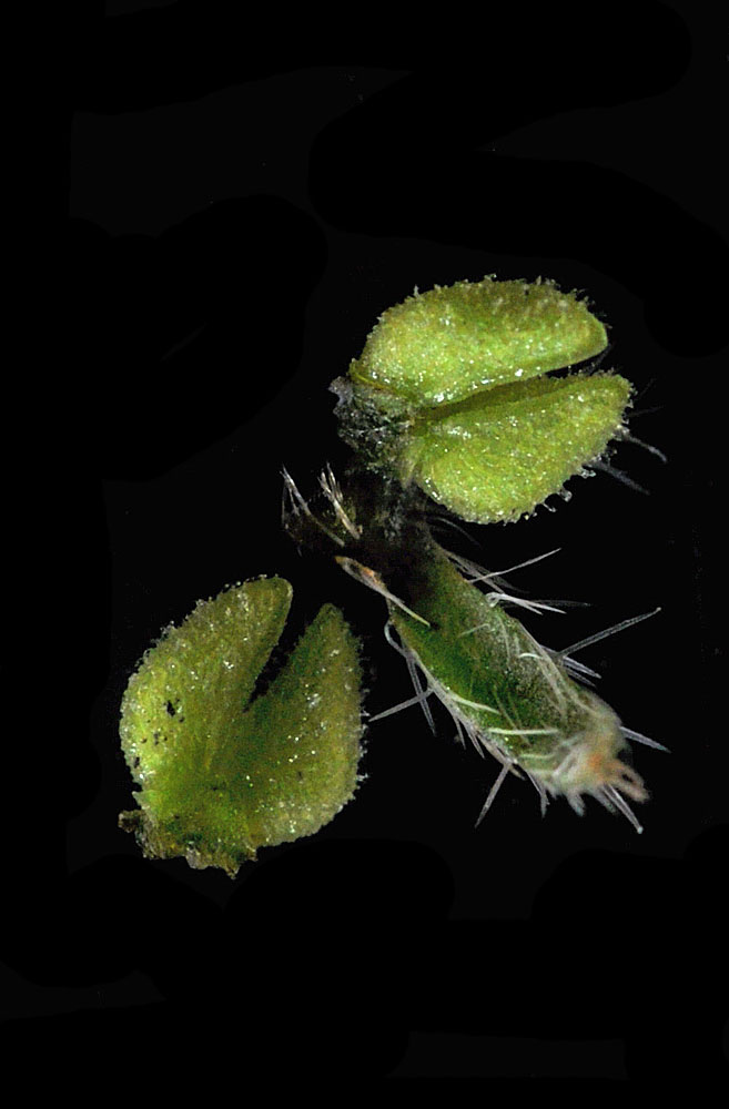 Flora of Eastern Washington Image: Plagiobothrys hispidulus