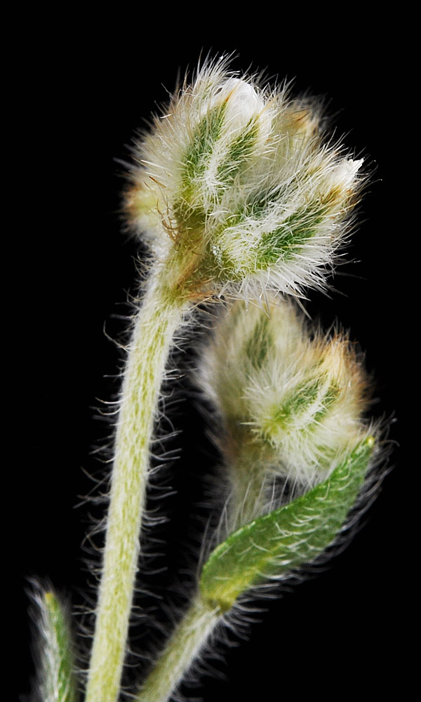 Flora of Eastern Washington Image: Plagiobothrys tenellus