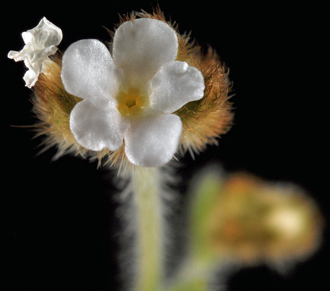 Flora of Eastern Washington Image: Plagiobothrys tenellus