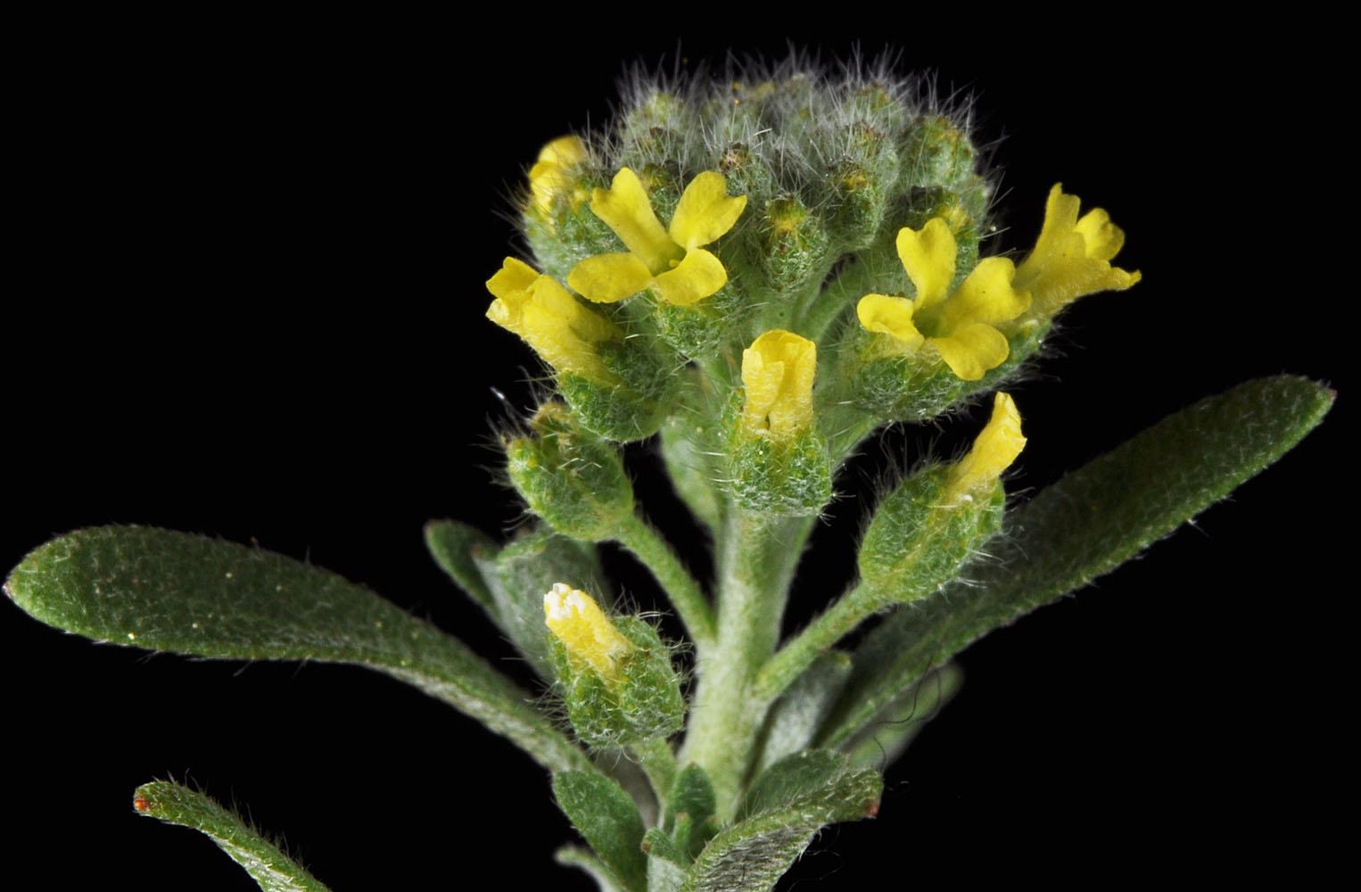Flora of Eastern Washington Image: Alyssum alyssoides