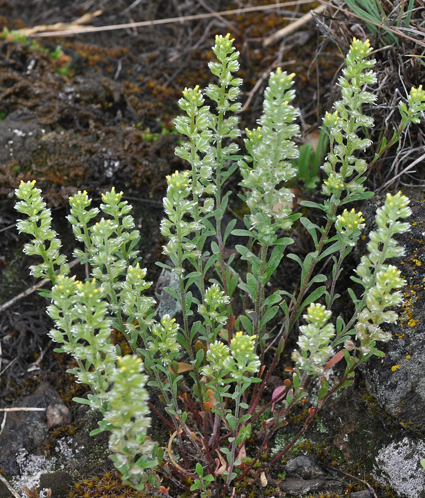 Flora of Eastern Washington Image: Alyssum alyssoides