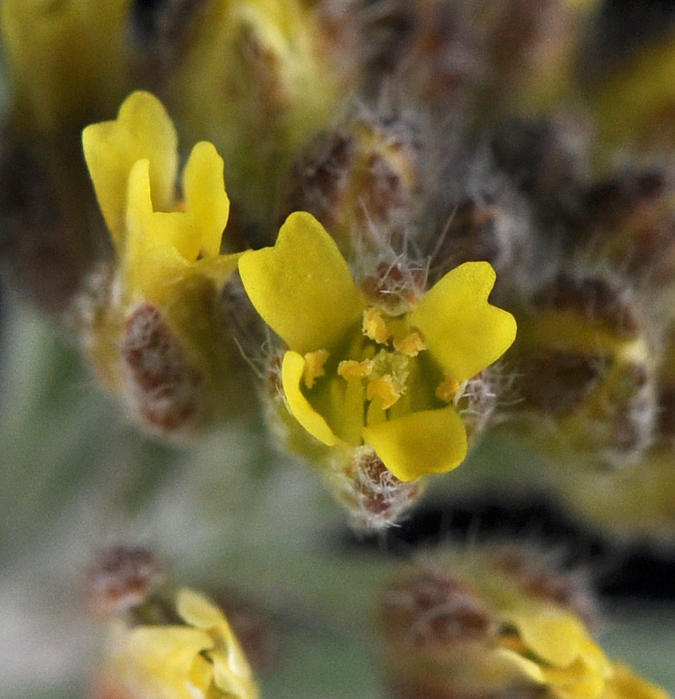 Flora of Eastern Washington Image: Alyssum desertorum