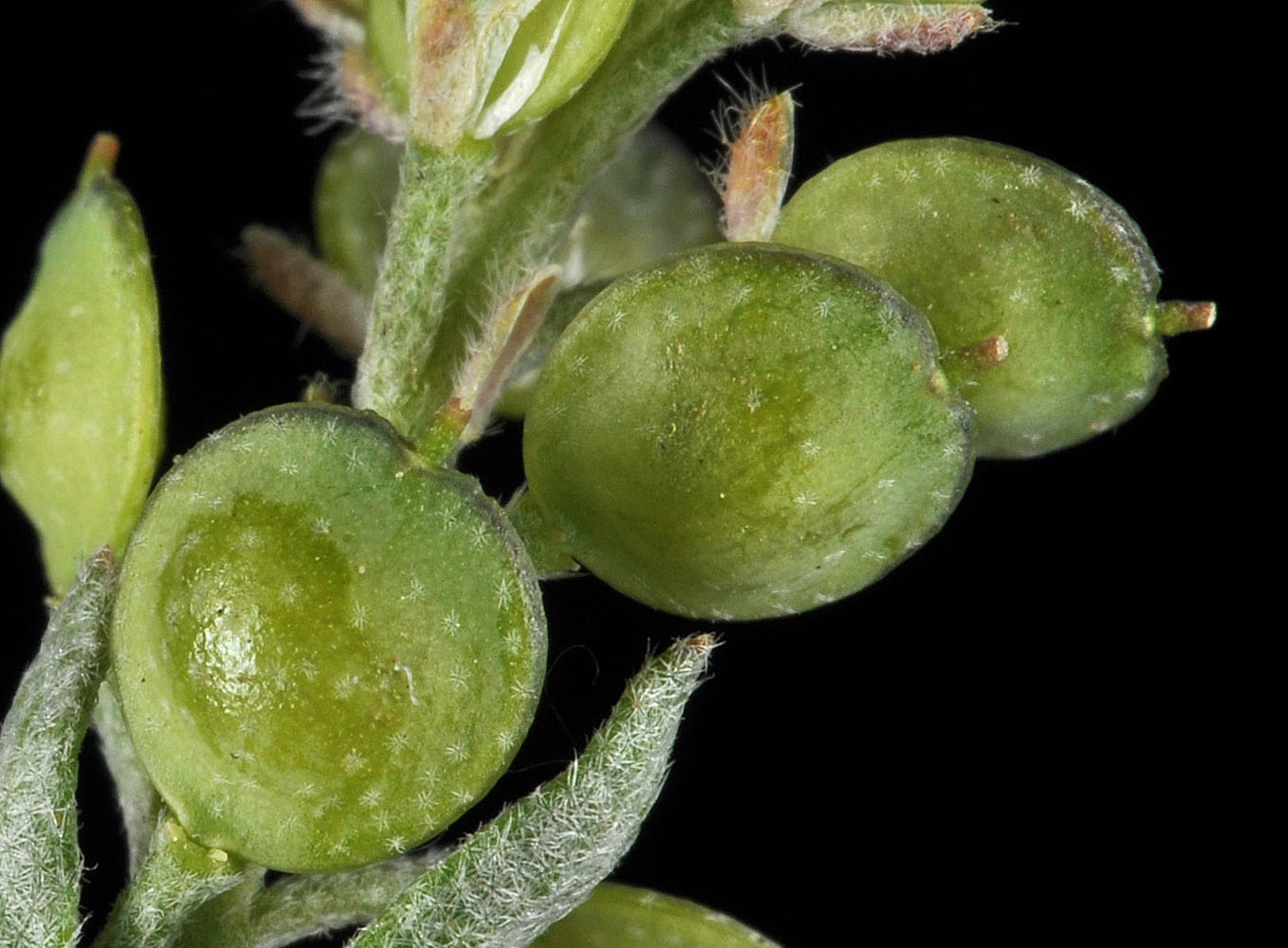 Flora of Eastern Washington Image: Alyssum desertorum