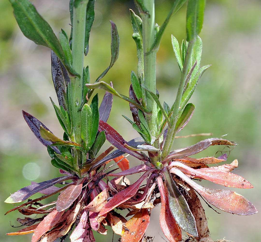 Flora of Eastern Washington Image: Arabis eschscholtziana