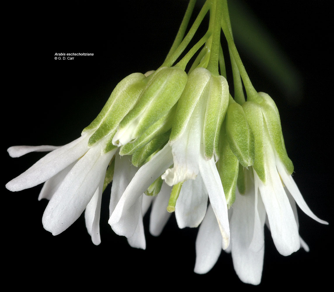 Flora of Eastern Washington Image: Arabis eschscholtziana