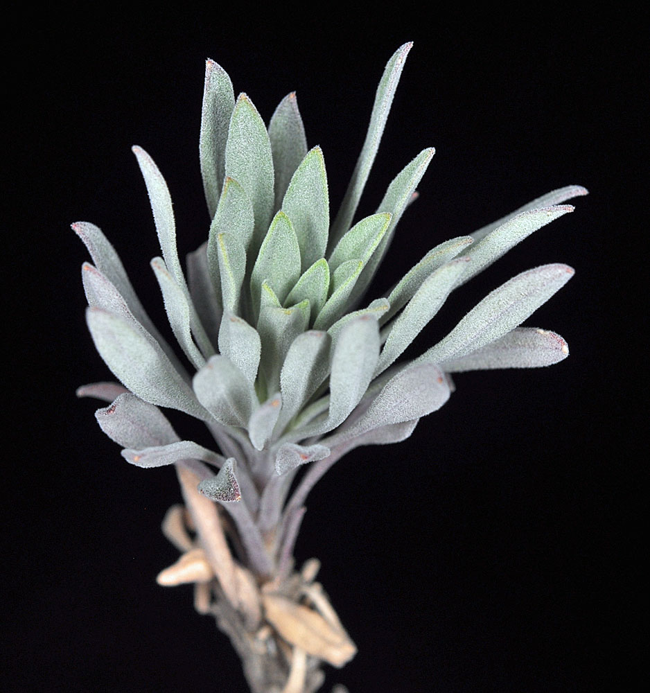 Flora of Eastern Washington Image: Boechera retrofracta