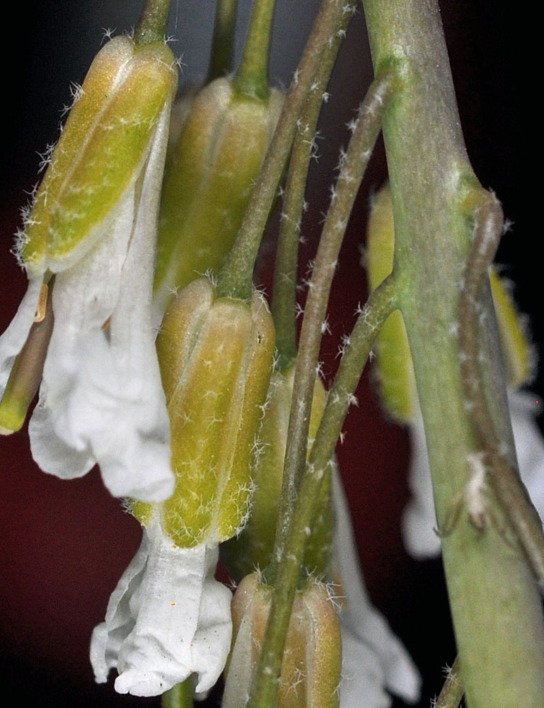 Flora of Eastern Washington Image: Boechera retrofracta