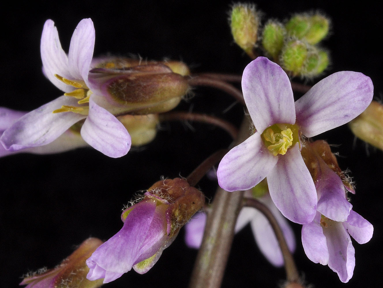 Flora of Eastern Washington Image: Arabis holboelli
