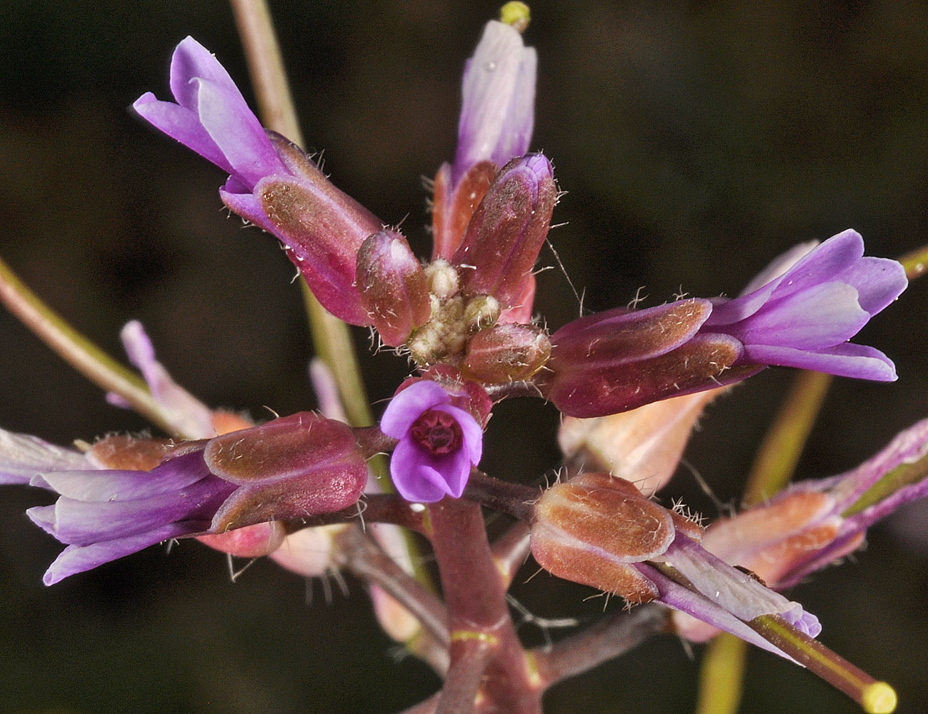 Flora of Eastern Washington Image: Boechera atrorubens