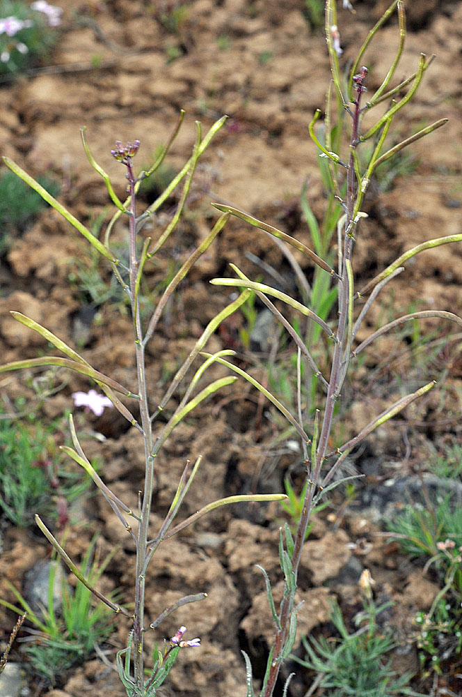 Flora of Eastern Washington Image: Arabis sparsiflora