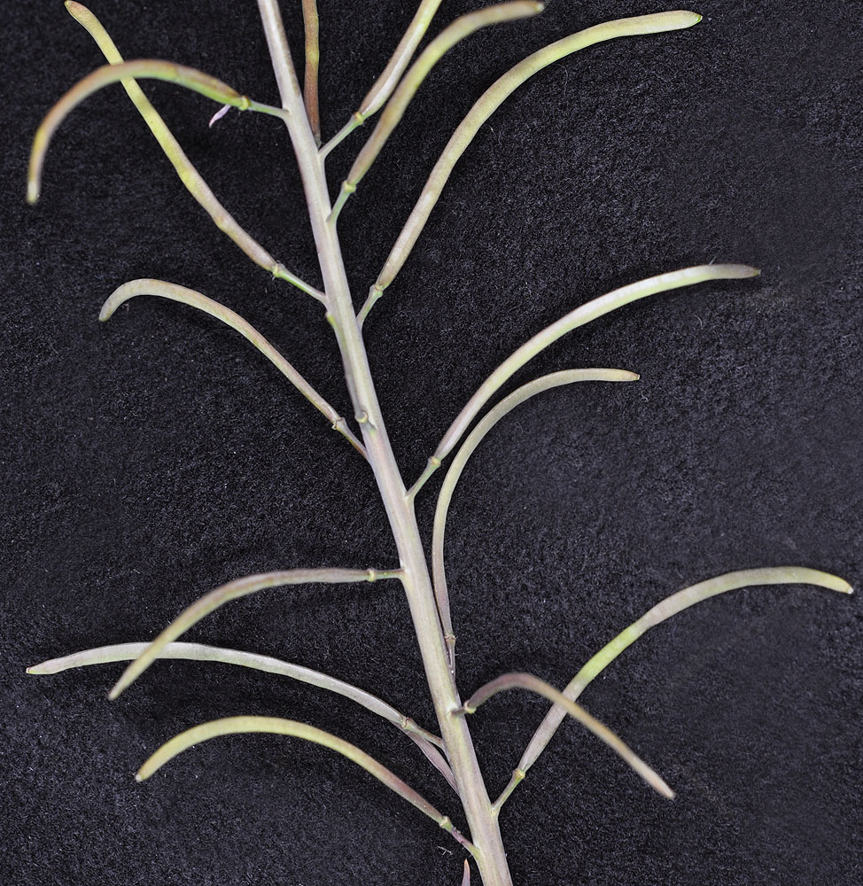 Flora of Eastern Washington Image: Arabis sparsiflora