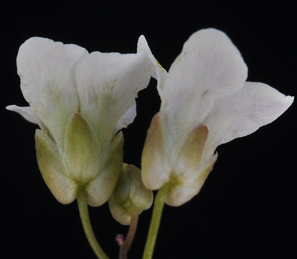 Flora of Eastern Washington Image: Arabidopsis thaliana