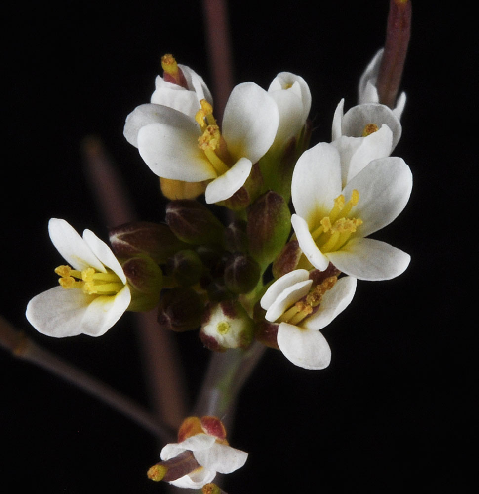 Flora of Eastern Washington Image: Arabidopsis thaliana