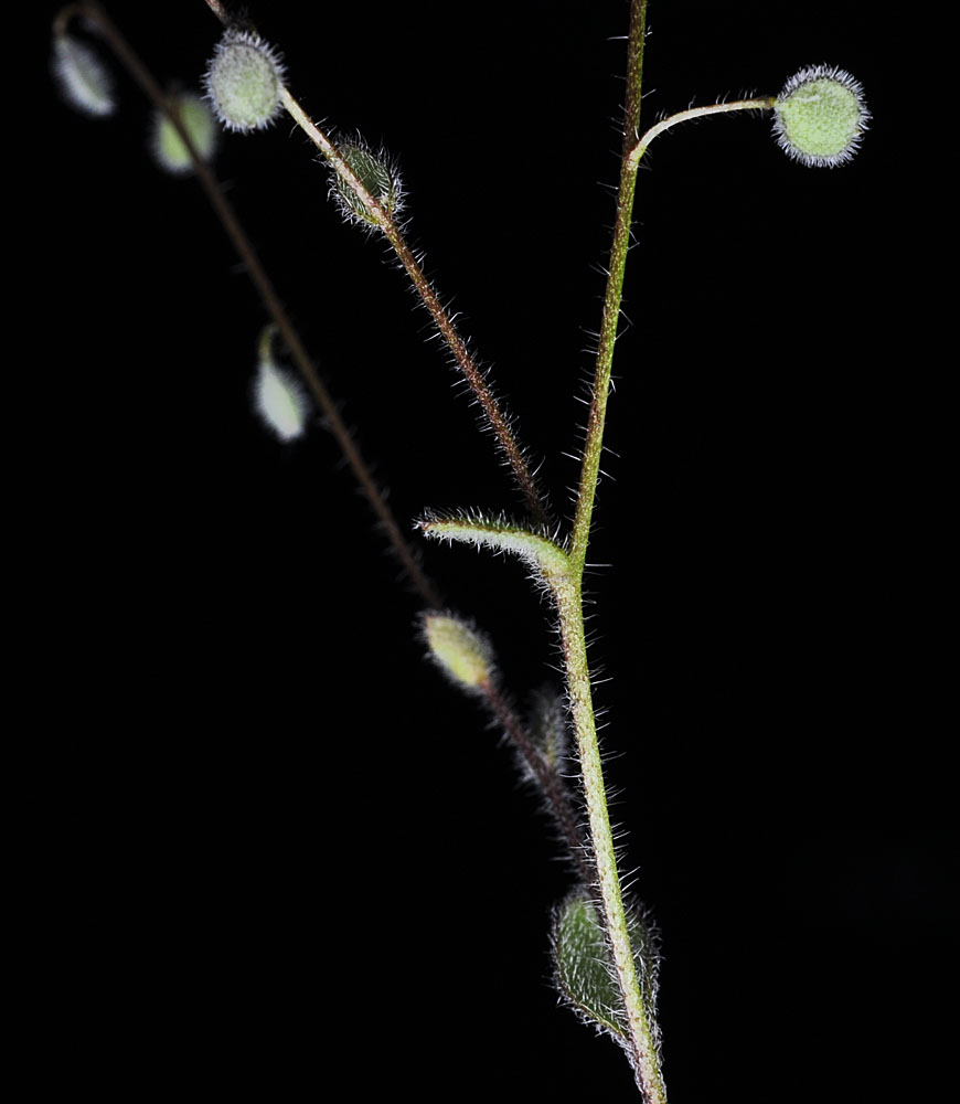 Flora of Eastern Washington Image: Athysanus pusillus