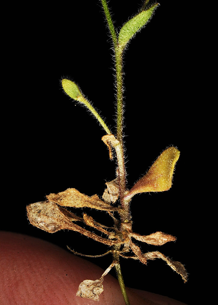 Flora of Eastern Washington Image: Athysanus pusillus