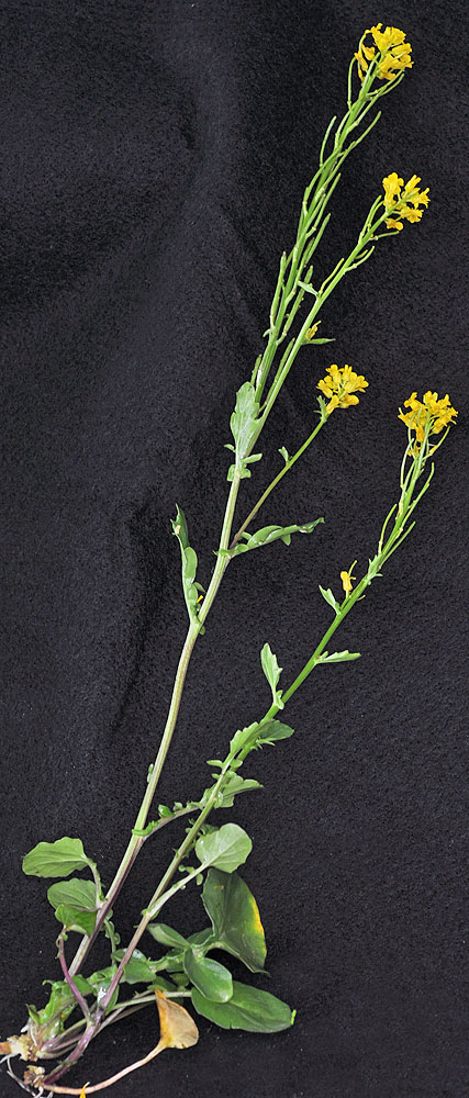 Flora of Eastern Washington Image: Barbarea orthoceras