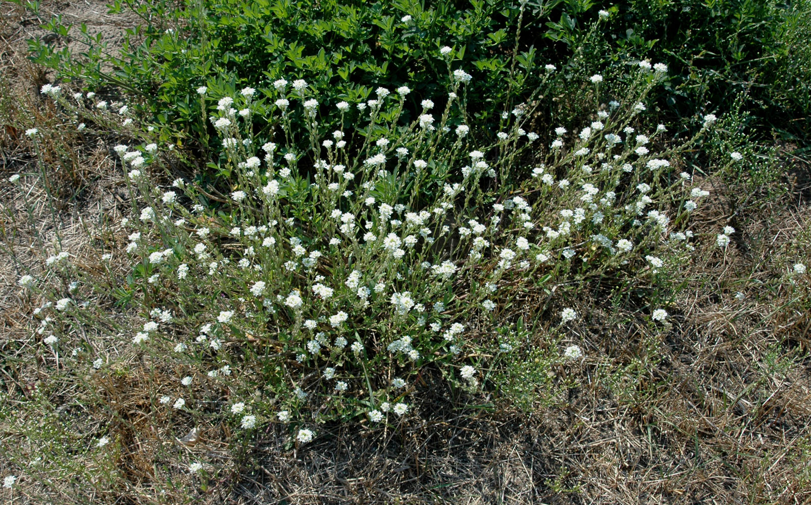 Flora of Eastern Washington Image: Berteroa incana