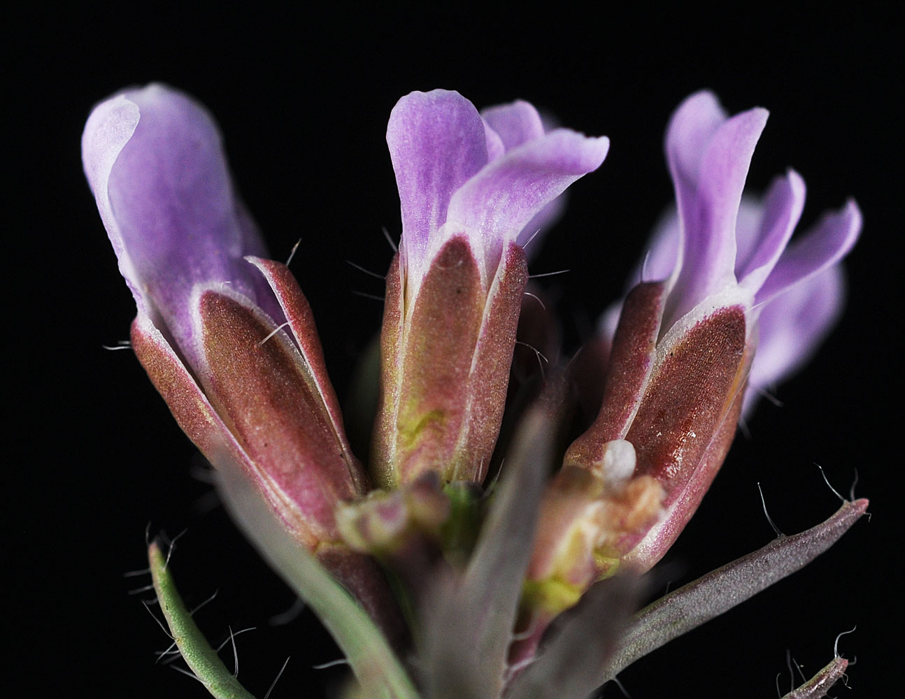 Flora of Eastern Washington Image: Boechera cusickii
