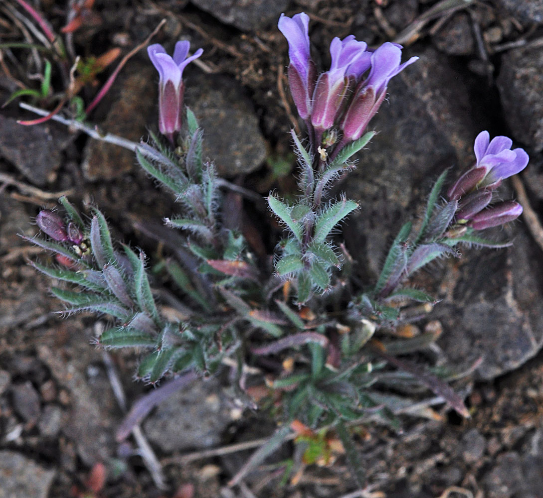 Flora of Eastern Washington Image: Boechera cusickii