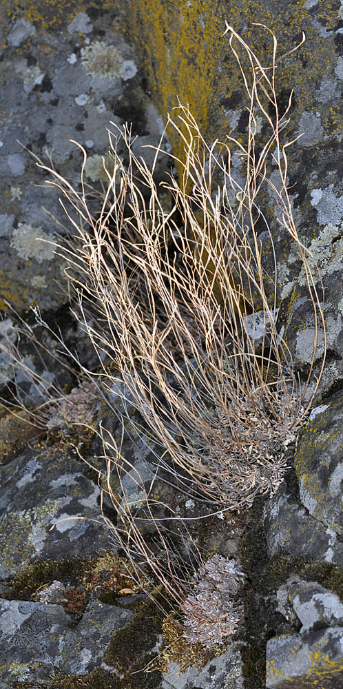 Flora of Eastern Washington Image: Boechera microphylla