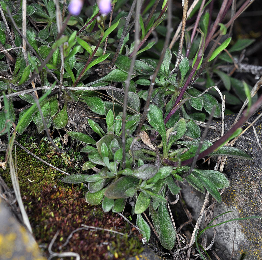 Flora of Eastern Washington Image: Boechera microphylla