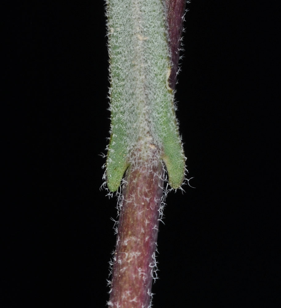 Flora of Eastern Washington Image: Boechera pauciflora